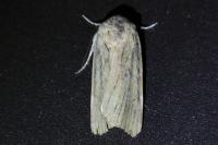 Noctua fimbriata/tirrenica