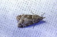 Eudonia mercurella