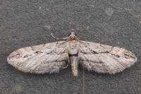 Eupithecia phoeniceata