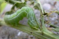 Diachrysia chrysitis