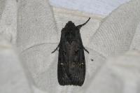 Aporophyla nigra