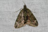 Chloroclysta siterata
