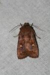 Eupsilia transversa