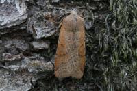 Agrochola lychnidis