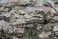 Asteroscopus sphinx