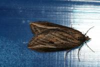 Chesias legatella