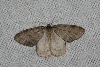 Epirrita dilutata