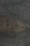 Epirrita dilutata