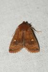 Eupsilia transversa