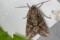 Dryobotodes eremita