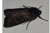 Aporophyla nigra