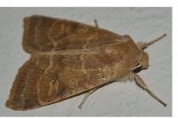 Cirrhia ocellaris