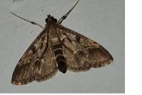 Duponchelia fovealis