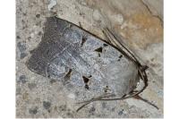 Eugnorisma glareosa