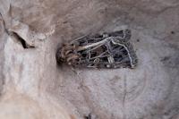 Leucochlaena oditis