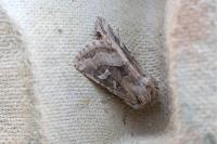 Luperina dumerilii
