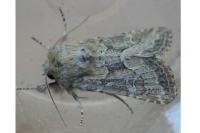 Luperina dumerilii