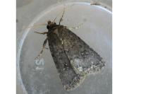 Caradrina germainii
