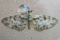 Eupithecia laquaearia