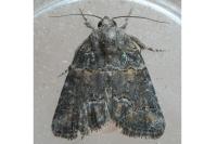 Bryophila vandalusiae