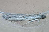 Phycitodes