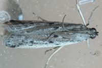 Phycitodes