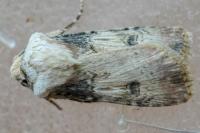 Agrotis puta
