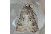 Agrotis bigramma