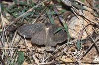 Onychora agaritharia