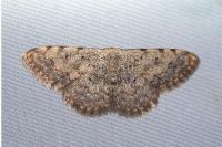Scopula submutata roseonitens