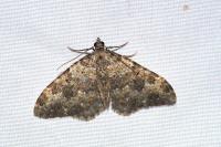 Coenotephria ablutaria