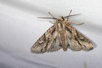 Meganephria bimaculosa