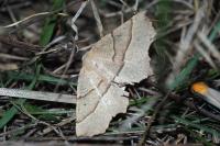 Gerinia honoraria