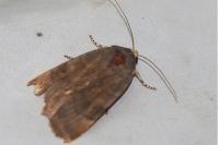 Noctua janthe/janthina