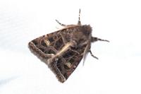 Leucochlaena oditis