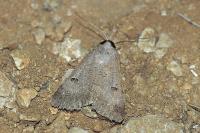 Lygephila craccae