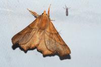 Ennomos fuscantaria