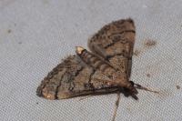 Metasia cuencalis bourgognei