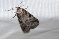 Stilbia anomala