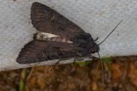 Aporophyla nigra