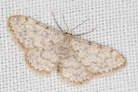 Idaea alyssumata