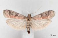 Ephestia woodiella
