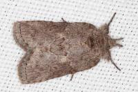 Nycteola revayana