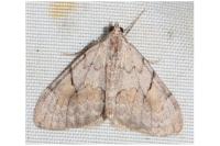 Pennithera ulicata