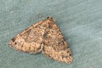 Larentia malvata