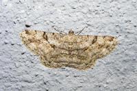 Peribatodes rhomboidaria rhomboidaria