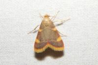 Hypsopygia costalis