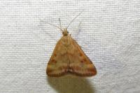 Pyrausta despicata