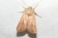 Mythimna albipuncta