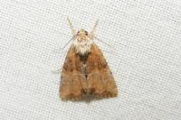 Mesoligia furuncula